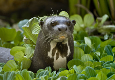 bioparc-parc-zoologique-loutre-geante