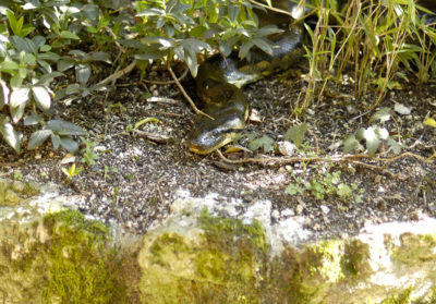 bioparc-parc-zoologique-anaconda-vert