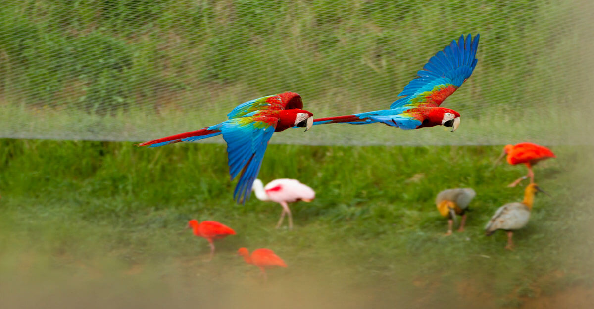 Ara ailes vertes bioparc-parc-zoologique-ara-ailes-vertes