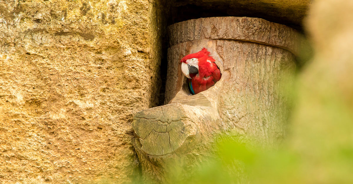 Ara ailes vertes bioparc-parc-zoologique-ara-ailes-vertes