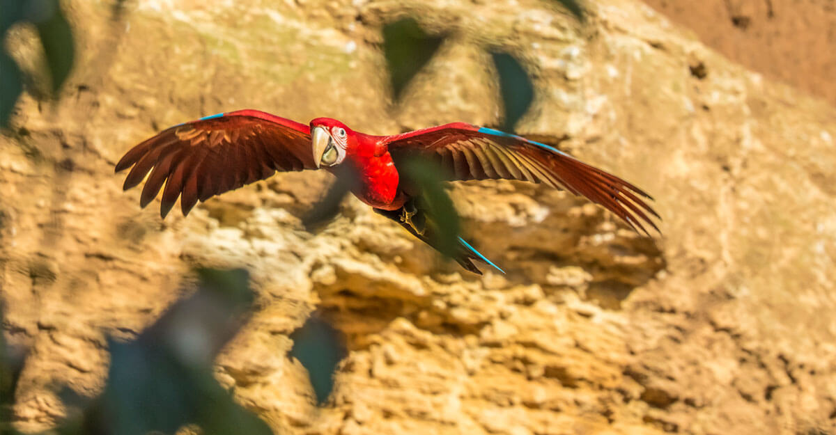 Ara ailes vertes bioparc-parc-zoologique-ara-ailes-vertes