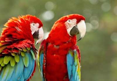 bioparc-parc-zoologique-ara-ailes-vertes