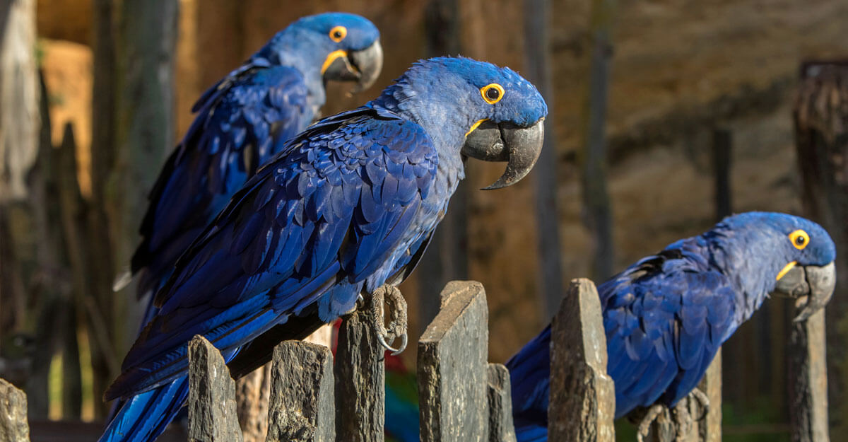 Ara hyacinthe bioparc-parc-zoologique-ara-hyacinthe