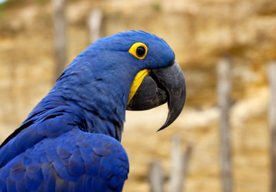 bioparc-parc-zoologique-ara-hyacinthe