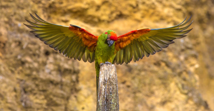 bioparc-parc-zoologique-ara-lafresnay
