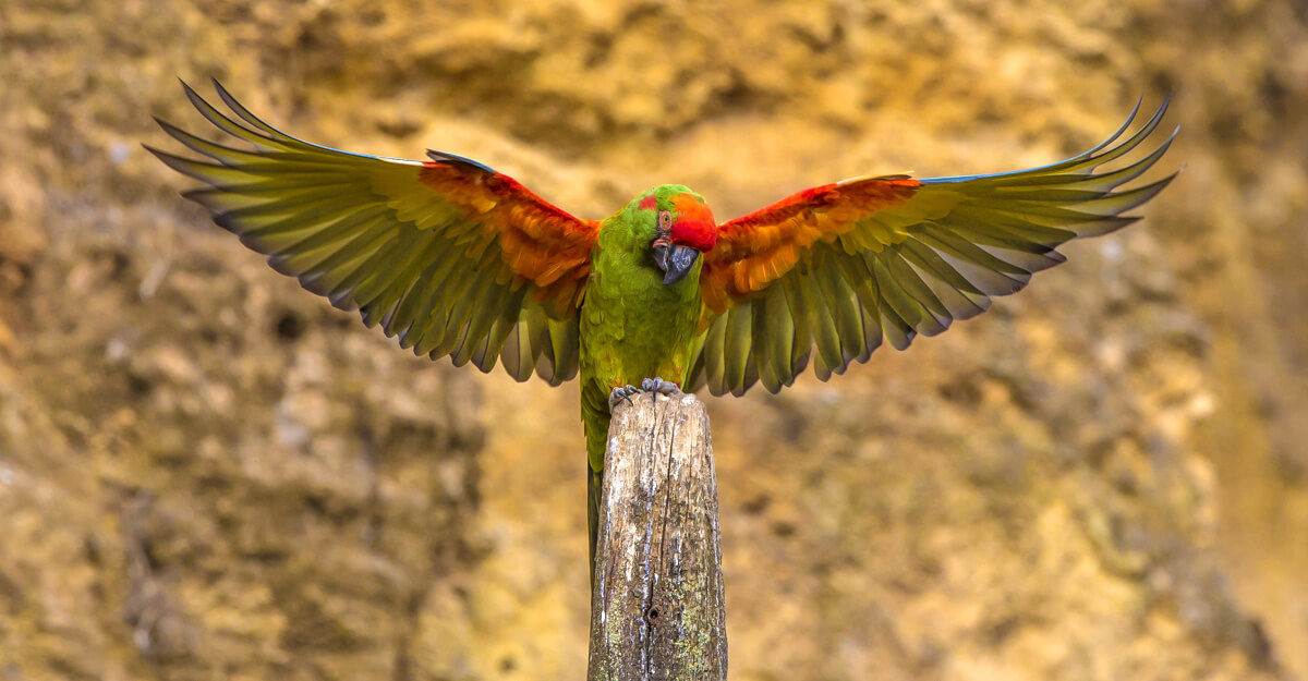 Ara de Lafresnay bioparc-parc-zoologique-ara-lafresnay