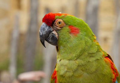 bioparc-parc-zoologique-ara-lafresnay