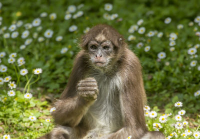 bioparc-parc-zoologique-atele-marimonda