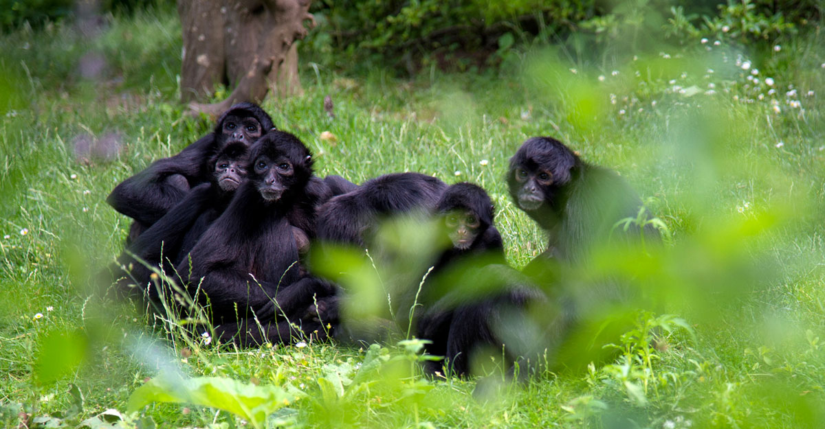Atèle noir bioparc-parc-zoologique-atele-noir