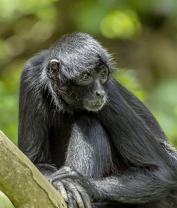 Atèle noir de Colombie regardant de côté