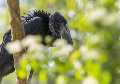 bioparc-parc-zoologique-bec-ouvert