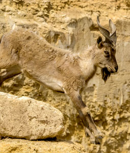 Bouquetin markhor qui saute