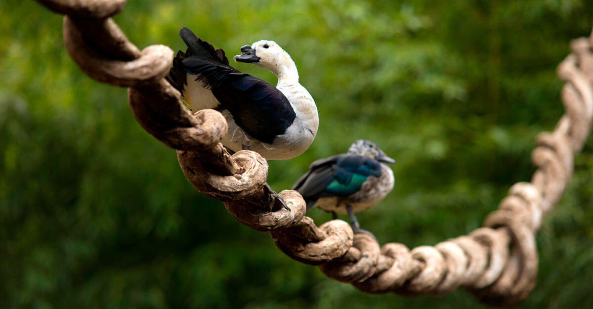 Lianes - Bioparc bioparc-parc-zoologique-canard-a-bosse