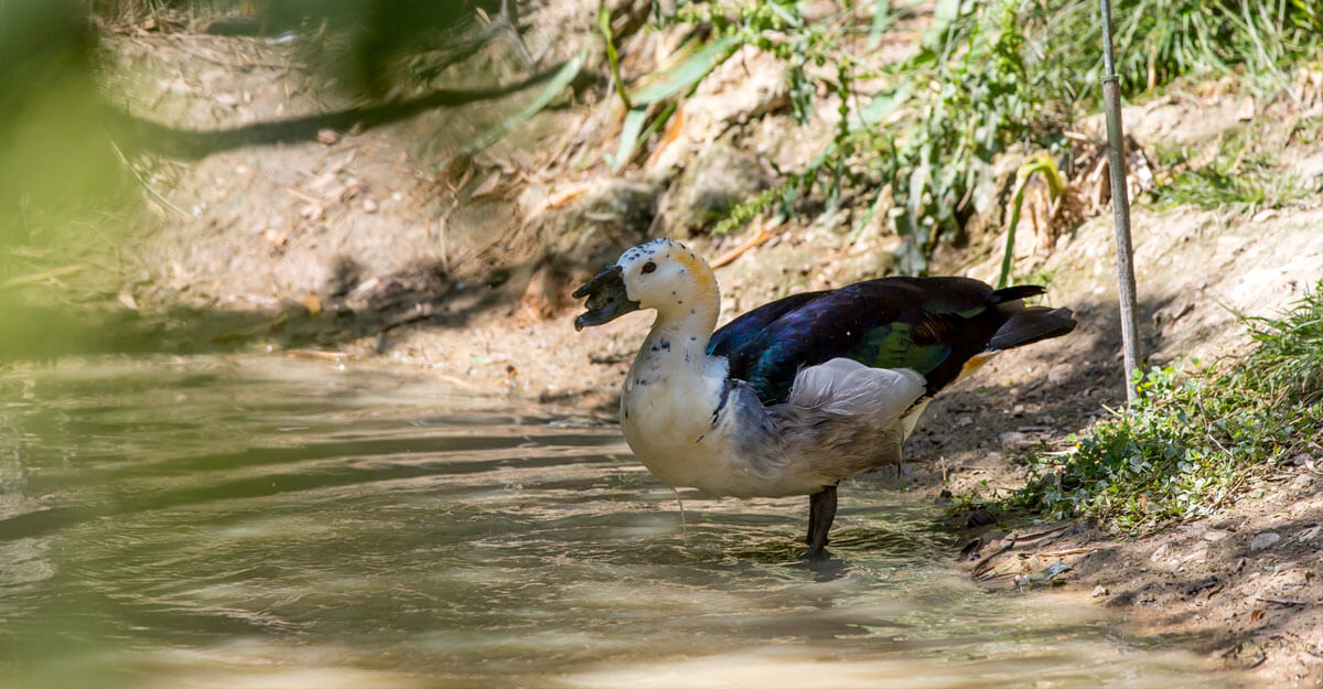 Canard à bosse bioparc-parc-zoologique-canard-a-bosse