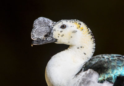 bioparc-parc-zoologique-canard-a-bosse