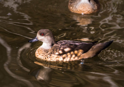 bioparc-parc-zoologique-canard-huppe-patagonie
