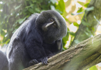 bioparc-parc-zoologique-cercopitheque-hibou