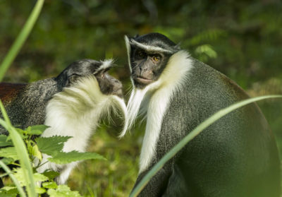 bioparc-parc-zoologique-cercopitheque-roloway
