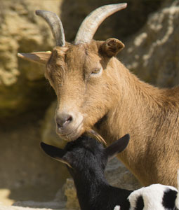 Chèvre naine et son petit
