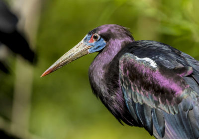 bioparc-parc-zoologique-cigogne-abdim