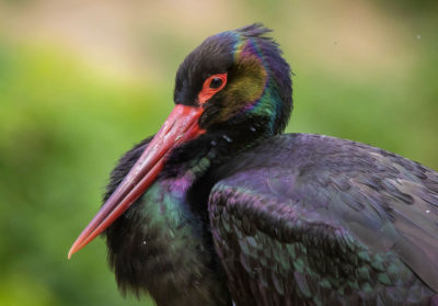 bioparc-parc-zoologique-cigogne-noire