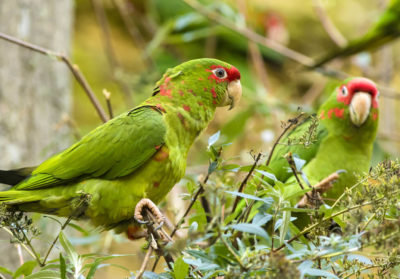 bioparc-parc-zoologique-conure-mitree