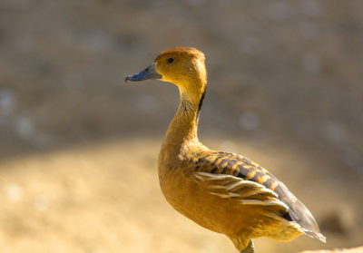bioparc-parc-zoologique-dendrocygne-fauve