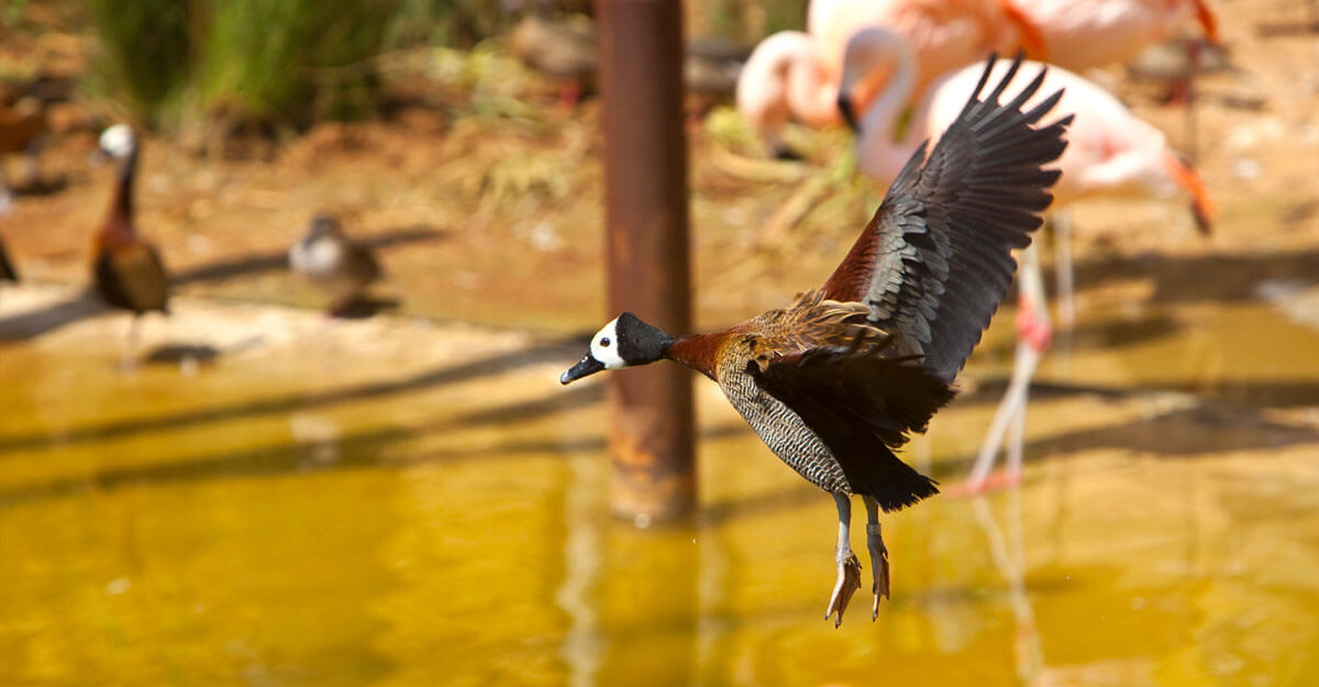 Dendrocygne veuf bioparc-parc-zoologique-dendrocygne-veuf