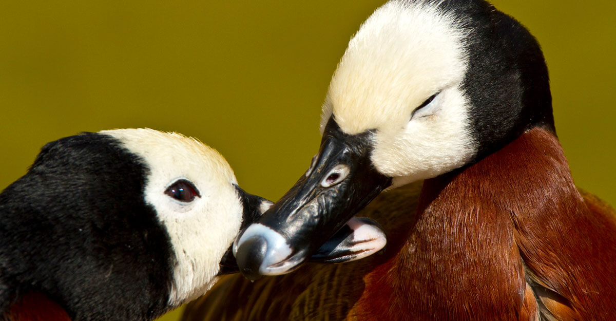 Dendrocygne veuf bioparc-parc-zoologique-dendrocygne-veuf