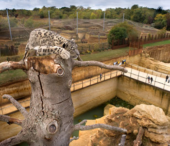 bioparc-parc-zoologique-panthere-neiges