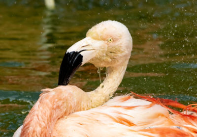 Portrait flamant du Chili dans l'eau