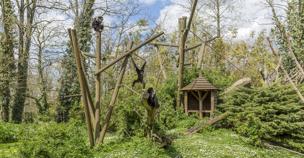 Gibbon à mains blanches bioparc-parc-zoologique-gibbon-a-mains-blanches