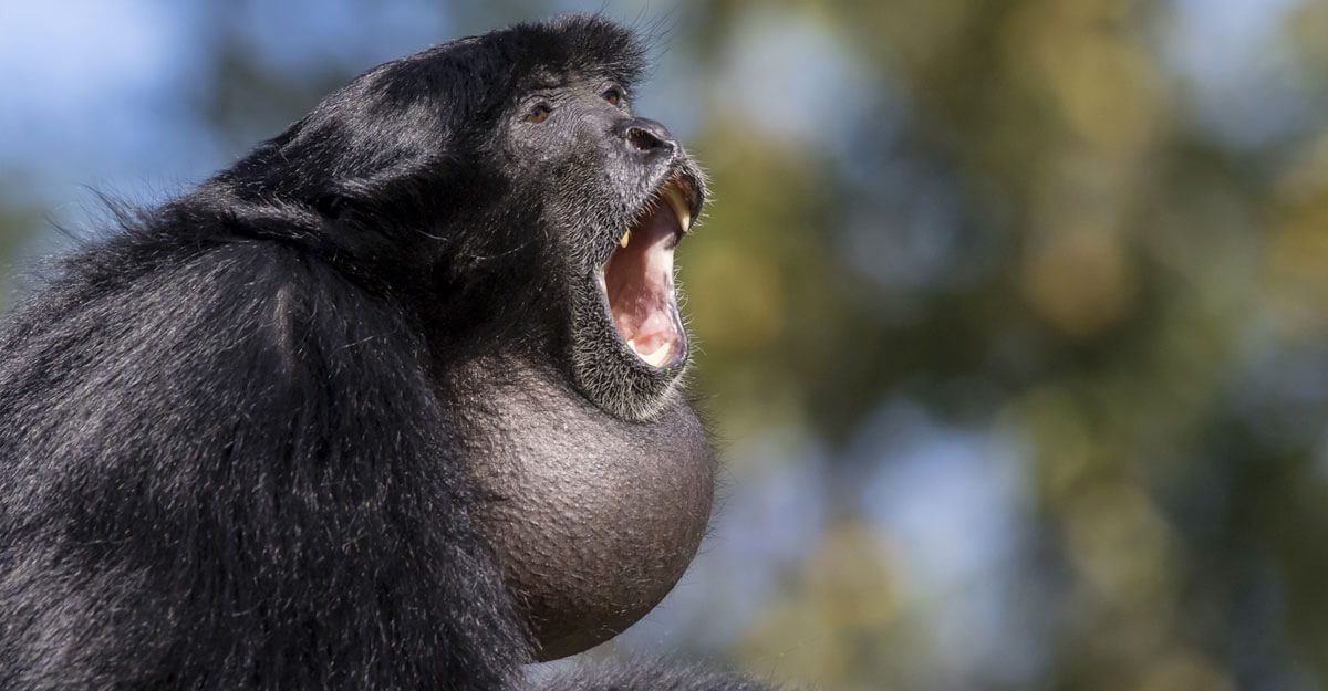 Gibbon siamang bioparc-parc-zoologique-gibbon-siamang