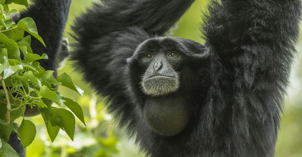 Gibbon siamang bioparc-parc-zoologique-gibbon-siamang