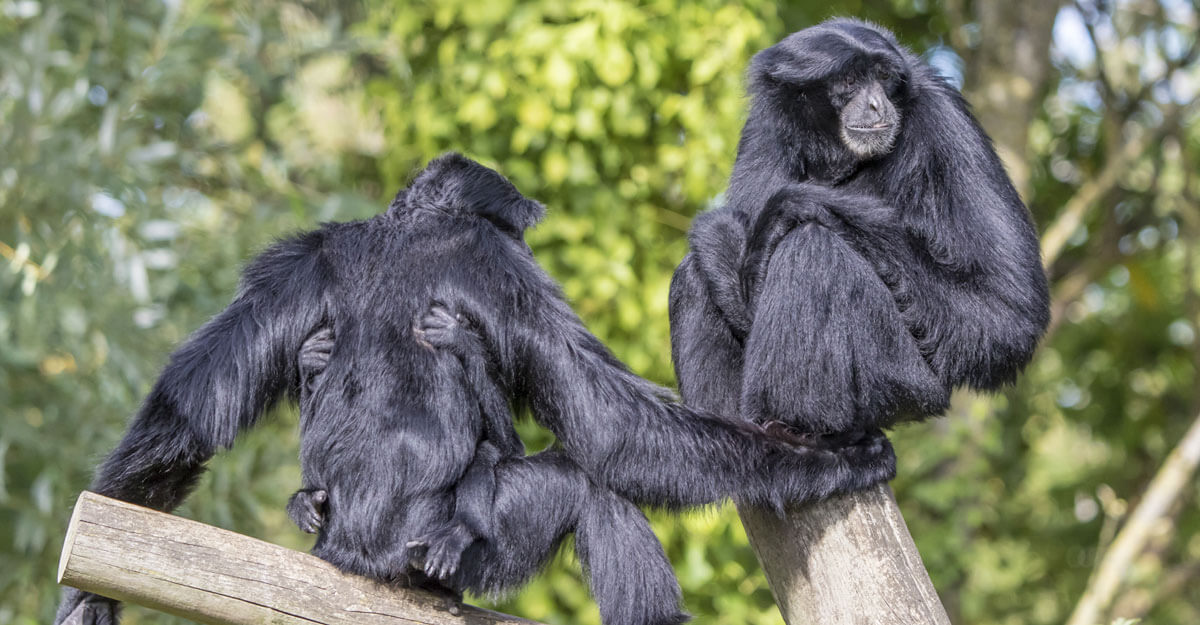 Gibbon siamang bioparc-parc-zoologique-gibbon-siamang