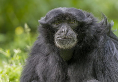 Portrait d'un gibbon siamang