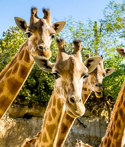 Portrait d'un groupe de 3 girafes