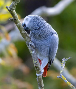 Gris gabon mordant une branche