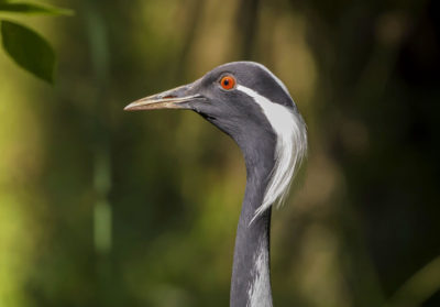 Portrait d'une grue demoiselle