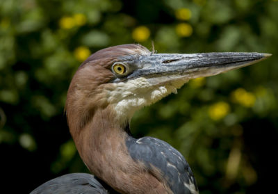 Portrait d'un héron Goliath