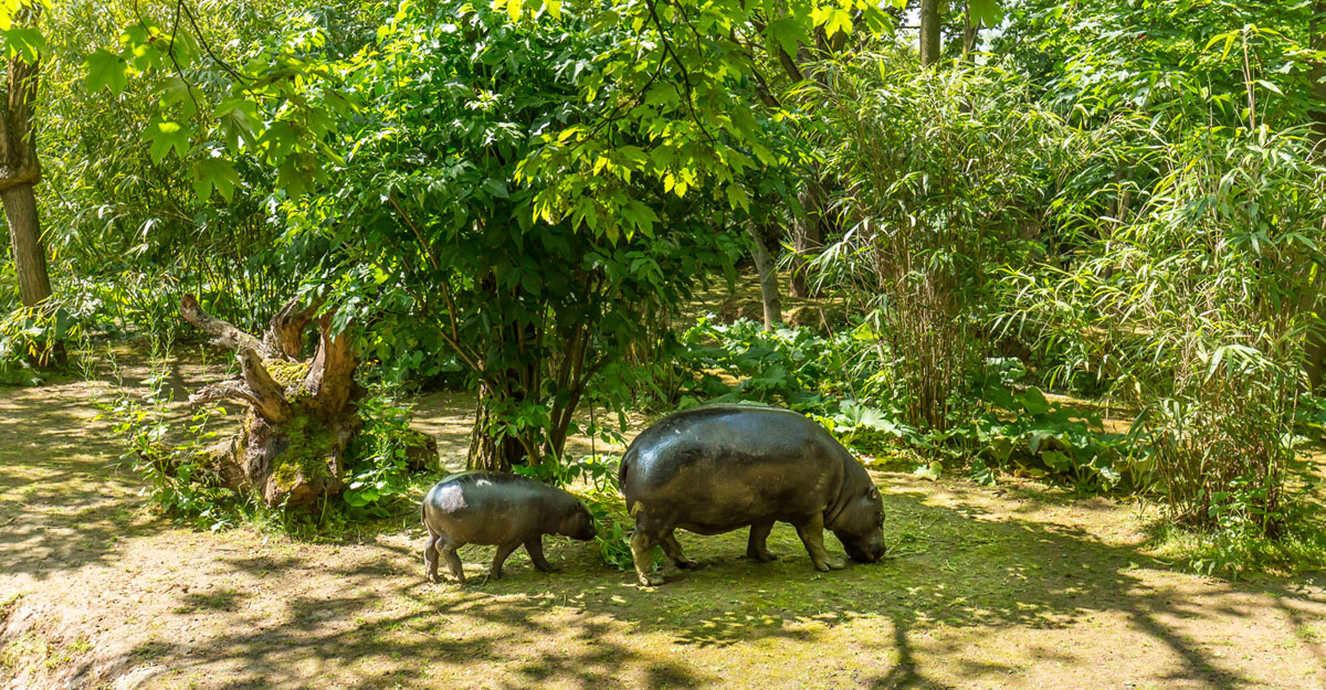 bioparc-parc-zoologique-hippo-pygmee
