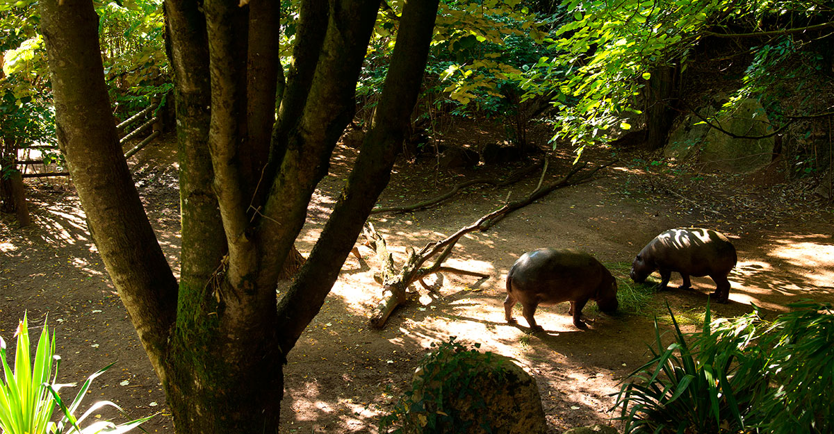 bioparc-parc-zoologique-hippo-pygmee
