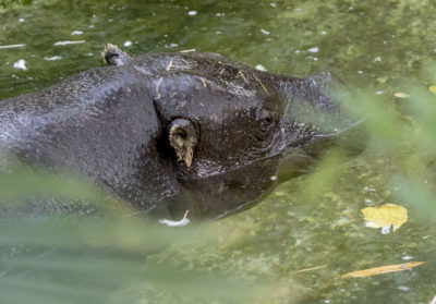 Hippopptame dans l'eau