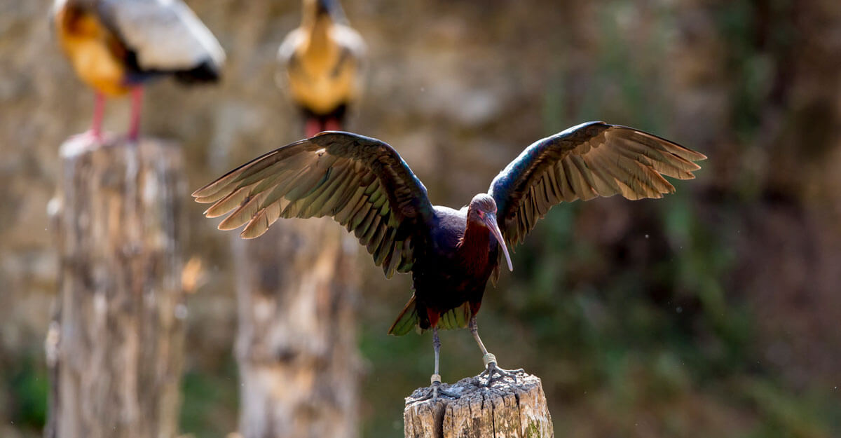 bioparc-parc-zoologique-ibis-Ridgway