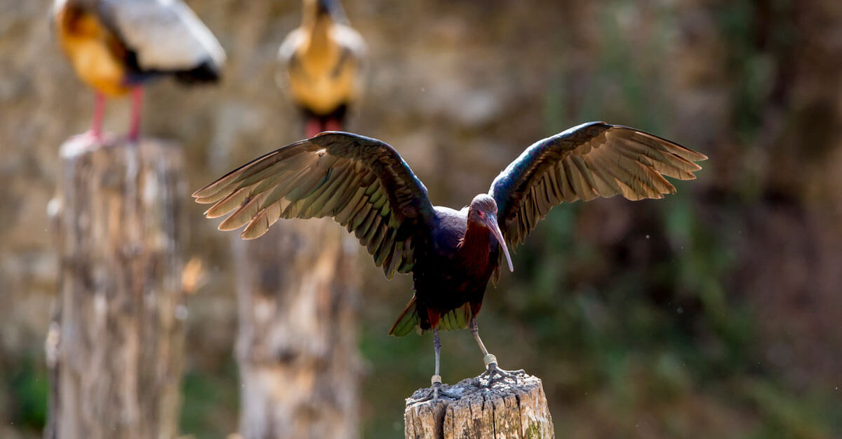Ibis de Ridgway bioparc-parc-zoologique-ibis-Ridgway