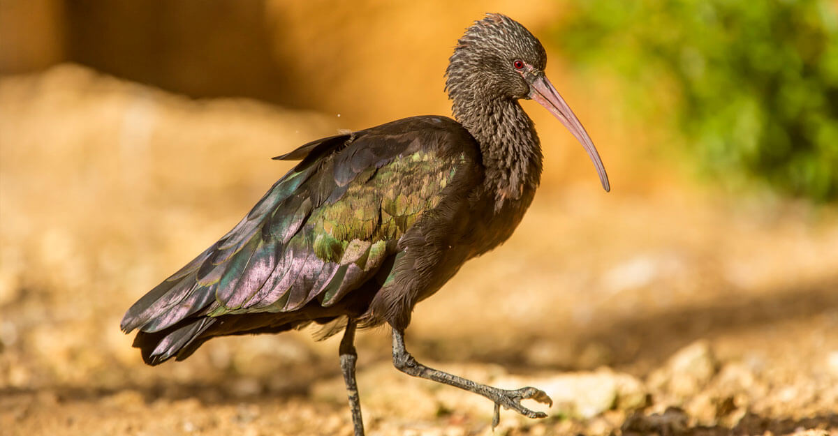 Ibis de Ridgway bioparc-parc-zoologique-ibis-Ridgway