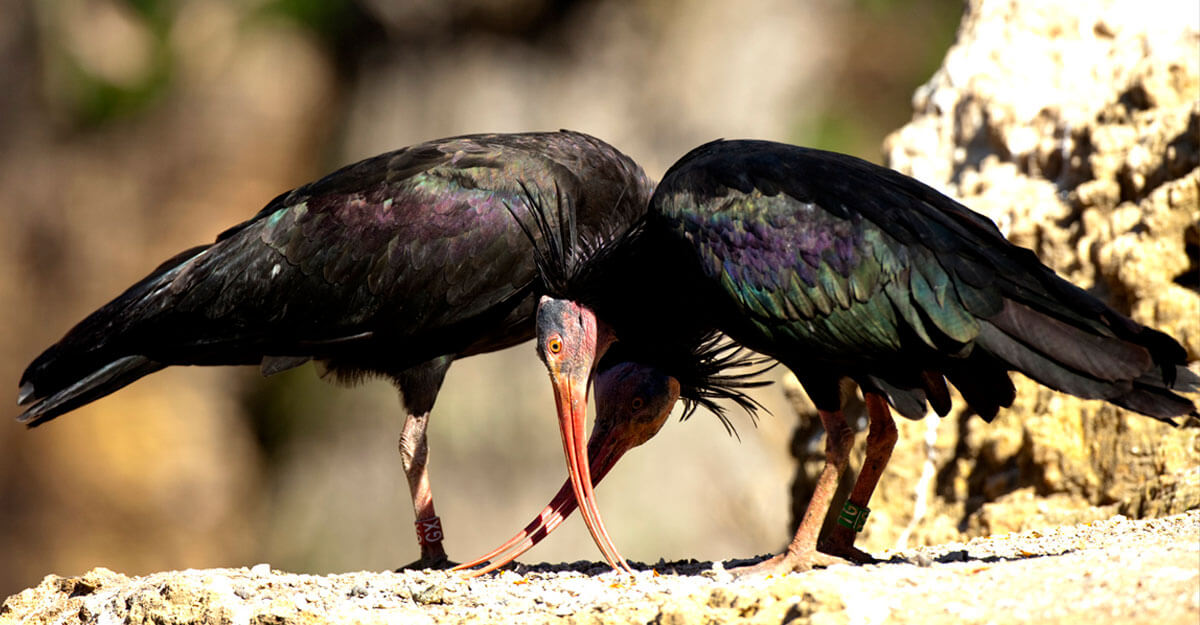 Ibis chauve bioparc-parc-zoologique-ibis-chauve