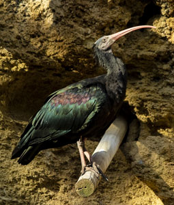 Iibis chauve perché sur un piquet