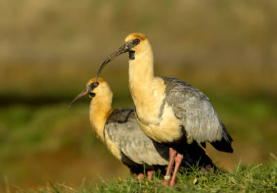 Deux ibis à face noire debout dans l'hebre