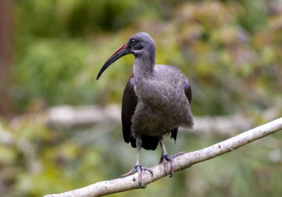 Ibis Hagedash sur une branche